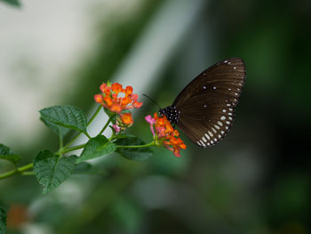 Close-up of butterfly on flower