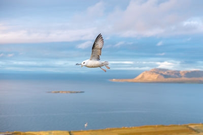 Bird flying over sea against sky