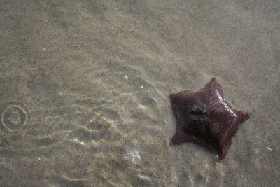 High angle view of starfish on beach