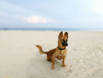 Dog on beach against sky