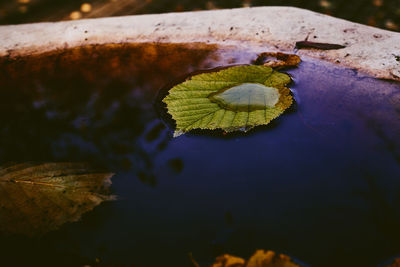 Close-up of leaf floating on water