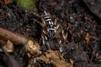 Close-up of spider