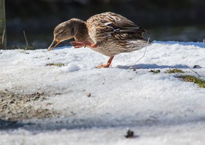 Close-up of bird perching on snow
