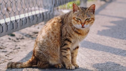 Portrait of ginger cat sitting outdoors