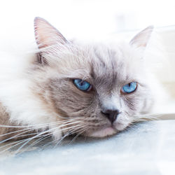 Close-up portrait of a cat