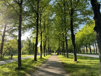 Scenic view of field in forest