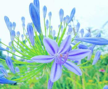 Close-up of purple crocus flowers