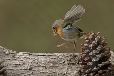 Close-up of bird perching on wood