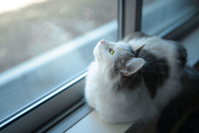 Cat looking through window