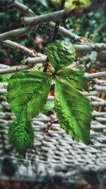 Close-up of leaves on plant