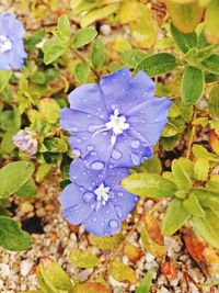 High angle view of purple flowers blooming outdoors