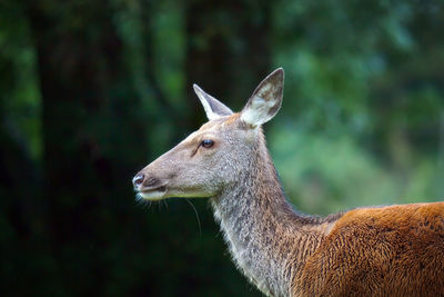 Close-up side view of a deer