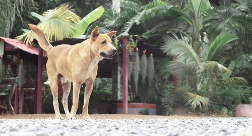 Dog standing by plants against trees