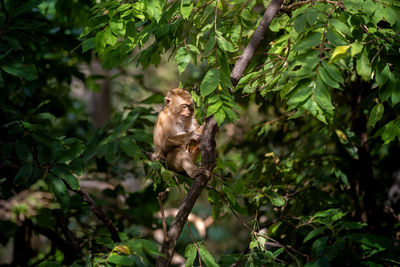 Monkey on tree