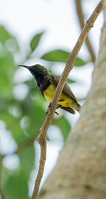 Close-up of bird perching on branch