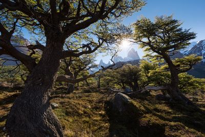 Trees in forest against sky