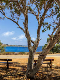 Bench by tree against sky