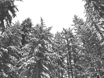 Low angle view of trees in forest against sky