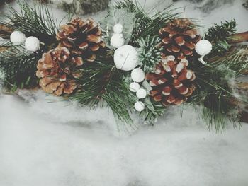 High angle view of pine cone during winter