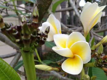 Close-up of yellow flowers blooming outdoors