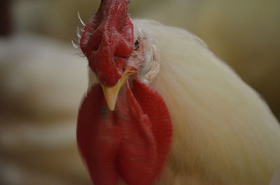 Close-up of a white laying rooster 