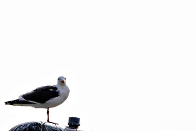 Bird perching on wall