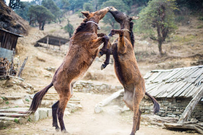 Donkeys rearing up