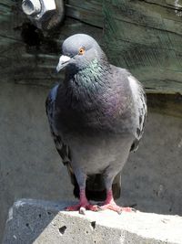 Close-up of bird perching