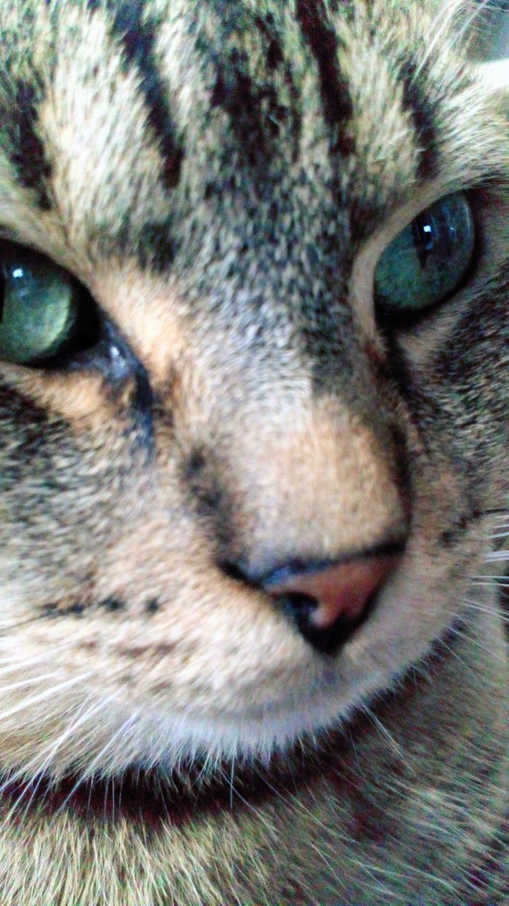 CLOSE-UP PORTRAIT OF CAT