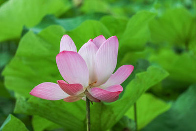 Close-up of pink lotus water lily