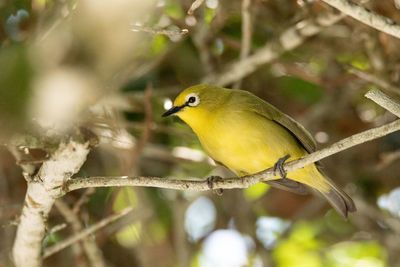 Yellow bird japanese white eyes zosterops japonicus has white rimmed eyes and is found in japan.