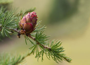 Close-up of pine tree