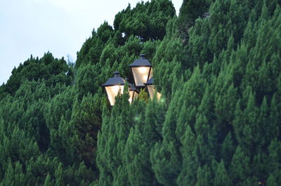 Low angle view of illuminated lamp in forest against sky