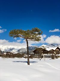 Trees on snow field against sky during winter