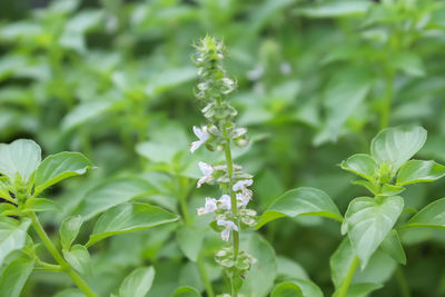 plant