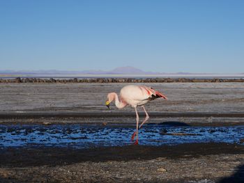 Flamingo at beach against clear sky