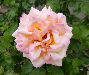 Close-up of pink rose blooming outdoors