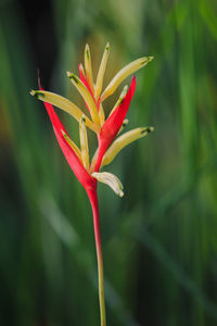 Red, yellow, green claw flowers in the morning, in the garden, macro, close-up