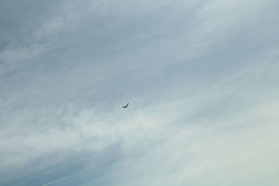 Low angle view of bird flying against sky