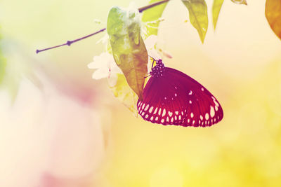 Close-up of butterfly pollinating flower