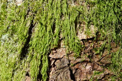 Close-up of moss growing on tree trunk