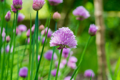 Close-up of purple flowers blooming on field