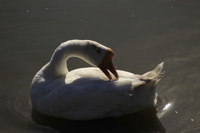 Close-up of swan in lake