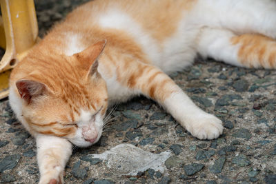 High angle view of cat sleeping