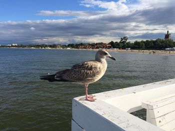 Bird perching on retaining wall by lake against sky