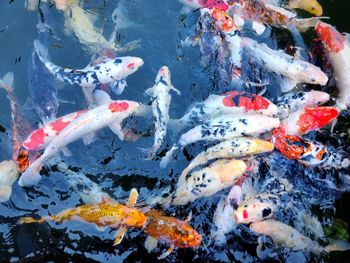 High angle view of koi carps swimming in lake