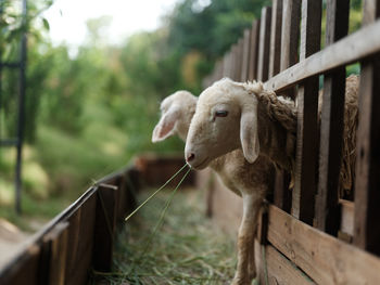 Close-up of sheep in pen