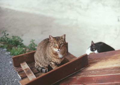 Portrait of a cat