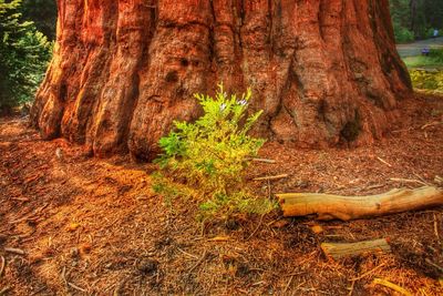 Trees in forest