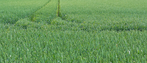 Crops growing on field